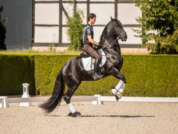 德国慕尼黑马术游学14天之旅